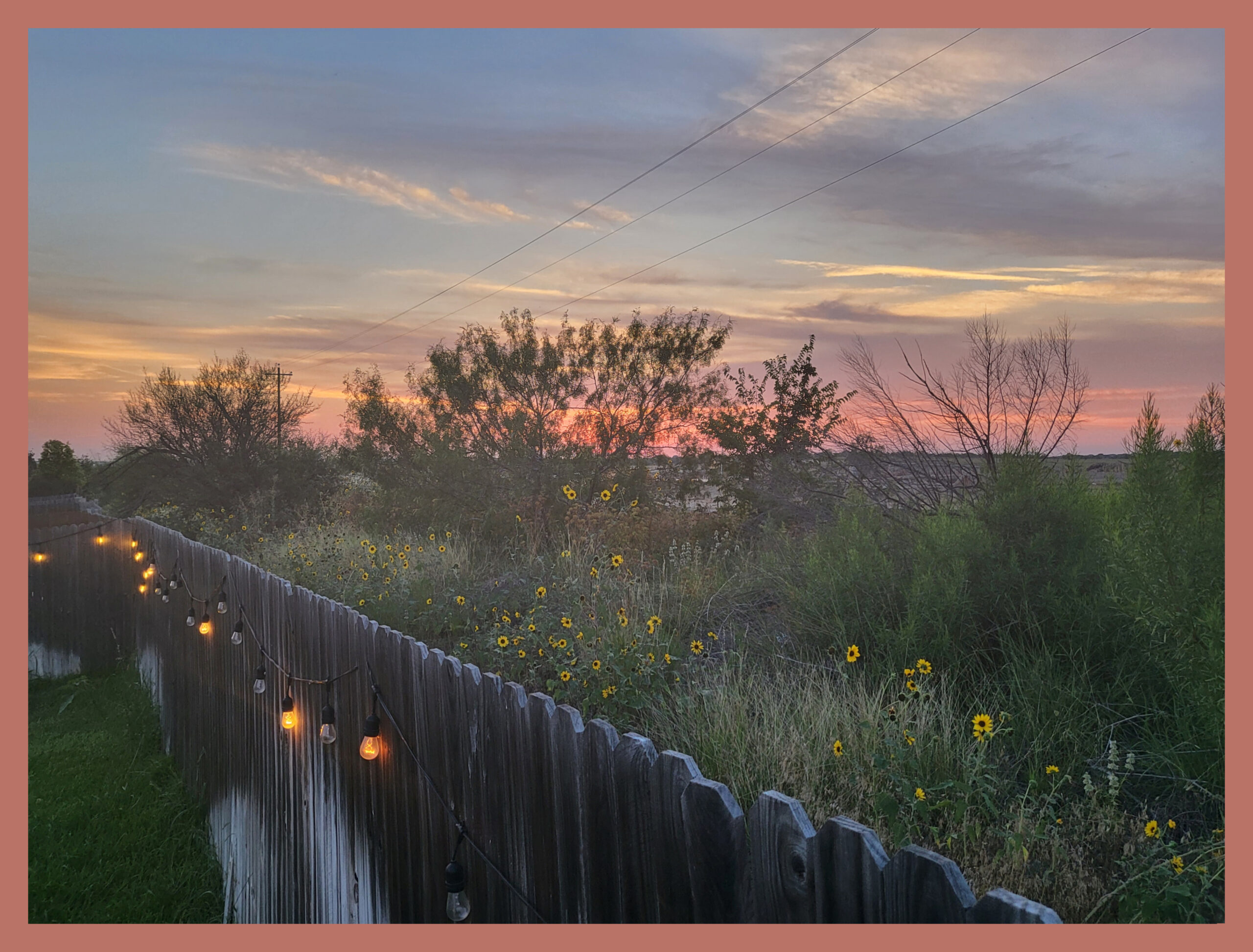 Colorful sunset with shrubs and sunflowers and an aging wooden fence strung with patio lights